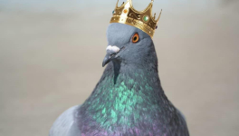 Chapitre XVIII : "La Regina Dei Piccioni"