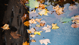 Mon Murmure Polyglotte