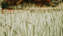 La malédiction des tombeaux - Partie 1