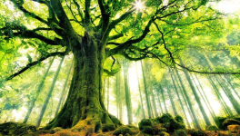 Les bienfaits avérés de la forêt ? Késaco ?