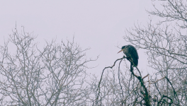 L'esprit des anciens dieux