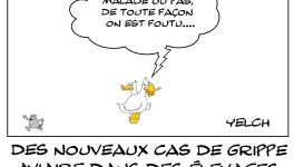 La grippe aviaire est de retour