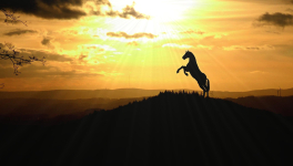 Flânerie quotidienne