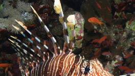 Le poisson lion et le système