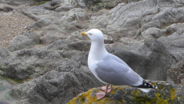 La Dame du Petit Bé