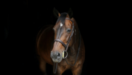 Ecurie Kevyn Thonnerieux : Marion Donabedian en plein boum