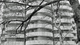 Mini expo photo 14 : L’arbre dans la ville