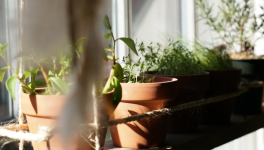 Step by Step Tips to Plant a Herb Garden