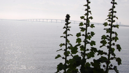  Perrette et Martin vus par Brassens