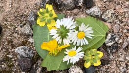 Exercice d’écriture : 5 mots imposés (en caractère gras dans le texte)