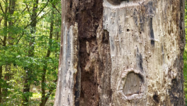 Sous l'écorce d'un Géant.