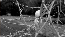 Valentin ? Qu'est-ce qu'il fait, qu'est-ce qu'il a, qui c'est celui-là? Complètement toqué, ce mec-là, complètement gaga...