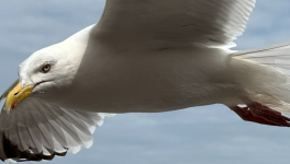 Robinson Crusoé et le Dieppois Alexandre Leforestier, bosco et ministre cauchois de la propriété créative !