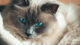 Points Médians - le retour