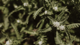 JOURNAL DE L’ANNÉE DE LA PESTE : 23 mai