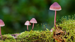 Un bien vilain Champignon