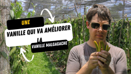 Le Brésil va révolutionner le monde de la vanille