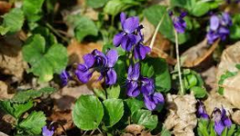 La Violette (Viola odorata)