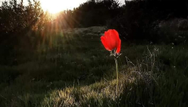 Un Amour Plus Sincère..