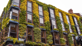 Embracing Greenery in Small Spaces 