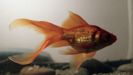 Avant de commencer...