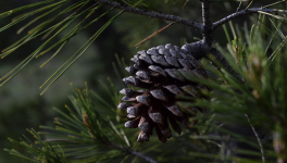 La constante de Kaprekar