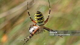 Haïku : REINE  EPEIRE
