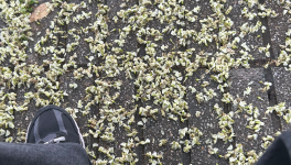 C’est quoi ? C’est ça ?