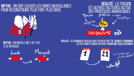 L'anabolisme : mythe vs réalité