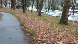 Deux vieux chiens...