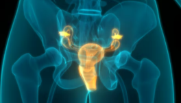 Prostate