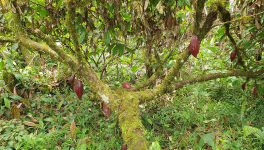 En pleine forêt amazonienne