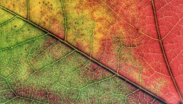 La feuille(Histoire de Tich-Nhat-Hanh - version de Patricia Gaillard)