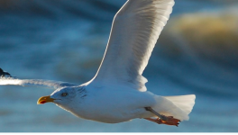 Rimbaud rising for the climate with Greta