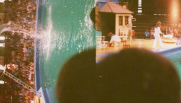 On Hungarian Political Poetry (an essay)