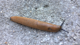 Le jardin du 3 Juillet