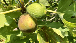 Le jardin du 14 Septembre 