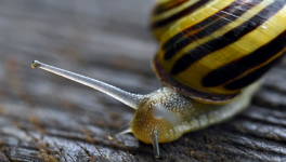 Mini expo photo 23 : L’escargot Gordini