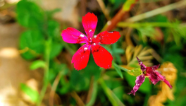 Chapitre 2 : La force de la nature