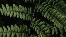 Episode 10 - L'enlèvement