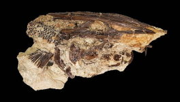 STOP WAR ? STOP CORRUPTION (I).