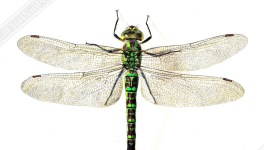 Jour numéro 11 : Piqûre