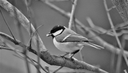 Parole de mésange