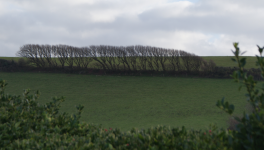 Dans mon jardin d'hiver qui n'est pas mon jardin
