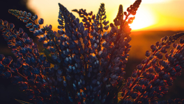 La PAL du mois de Juillet 2022