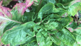 Le jardin du 4 Août