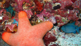 Préquel Odyssées cosmiques : Étoile de mer