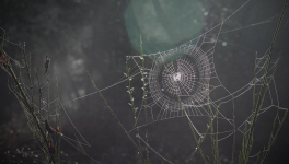 Episode 68 : Couvrir ses arrières