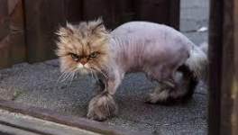 Avec les verts demain on rase gratis !