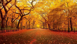 An Autumn Meditation Of Gratitude